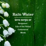 MRS. MEYER'S CLEAN DAY Liquid Dish Soap Refill, Rain Water, 48 fl. oz - Image 3